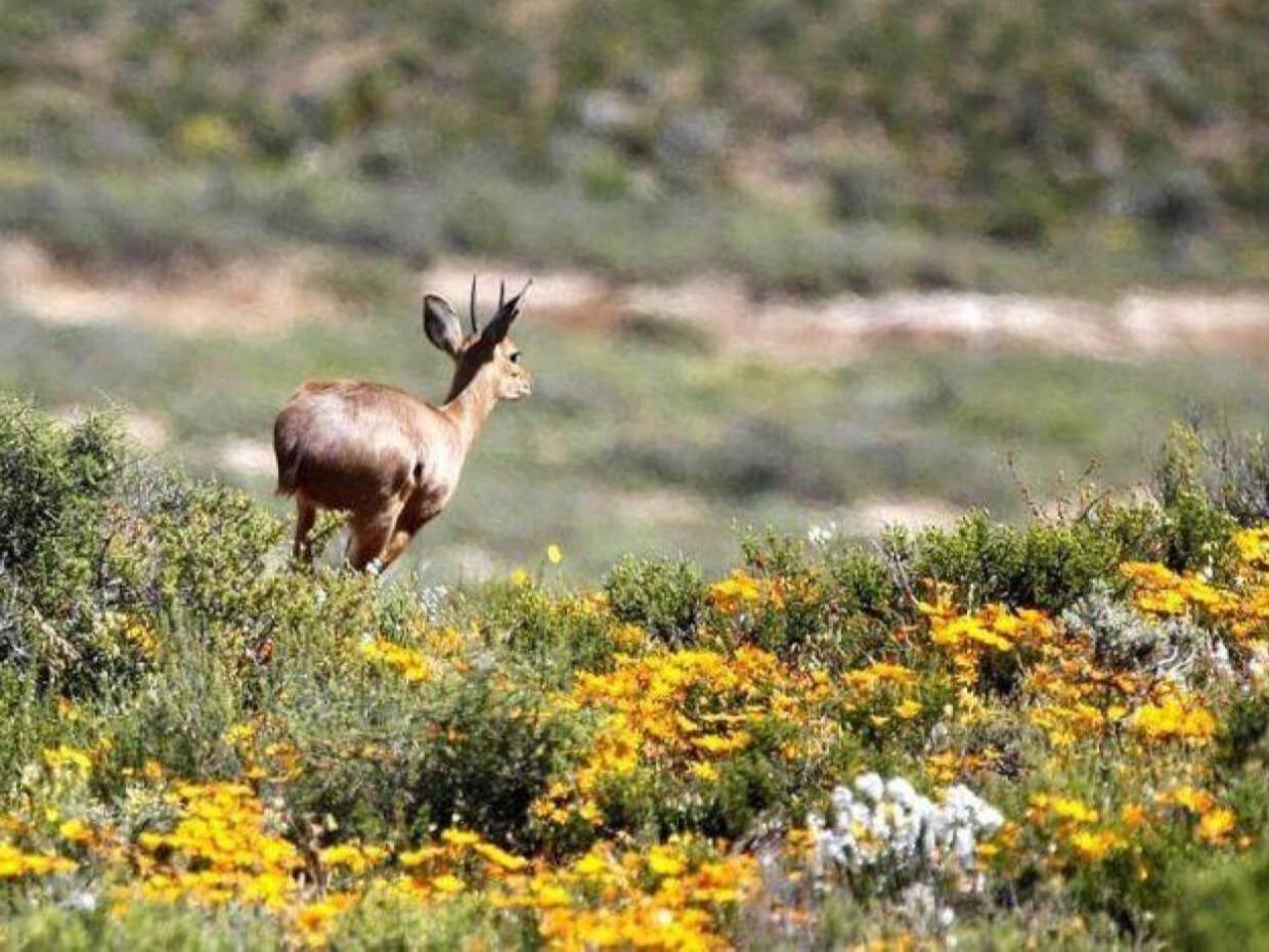 Aardvark Bioreserve Ладисмит Екстериор снимка