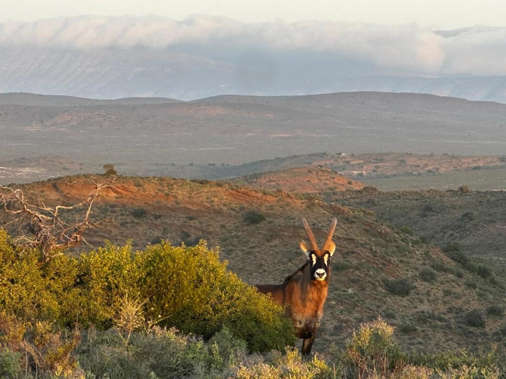 Aardvark Bioreserve Ладисмит Екстериор снимка
