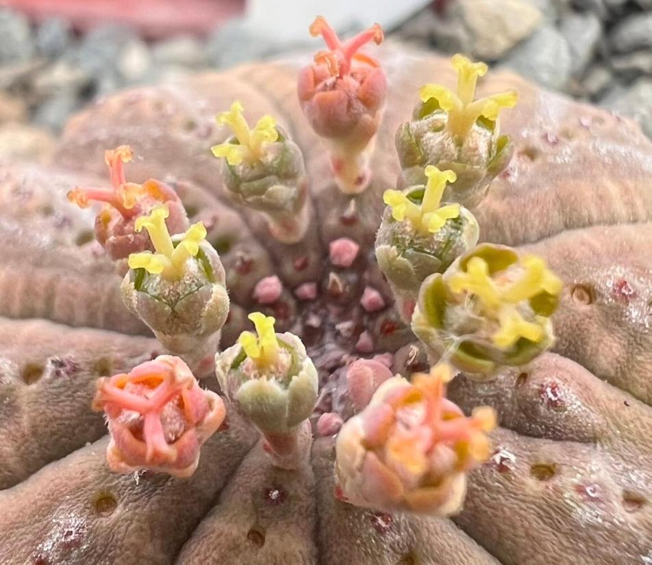 Aardvark Bioreserve Ладисмит Екстериор снимка